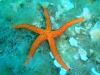 stella marina - Nome scientifico: Astropecten