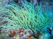 Anemone - Nome scientifico: Anemone Ranuncoloides. Famiglia: Ranuncolacee.