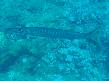 Barracuda - Nome scientifico: Sphyraena barracuda. Famiglia: Sfiranidi (Sphyraenidae).