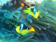 Nemo fish - Pesce Pagliaccio - Nome scientifico: Amphiprion clarkii 